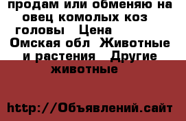 продам или обменяю на овец комолых коз 3 головы › Цена ­ 21 000 - Омская обл. Животные и растения » Другие животные   